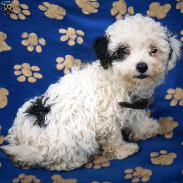 Jack, Maltipoo Puppy